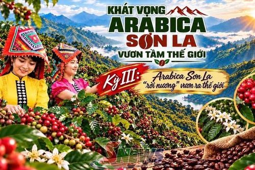 KHÁT VỌNG ARABICA SƠN LA - VƯƠN TẦM THẾ GIỚI • Kỳ III: Chế biến sâu - Giữ dòng lợi nhuận, mở dư địa mới