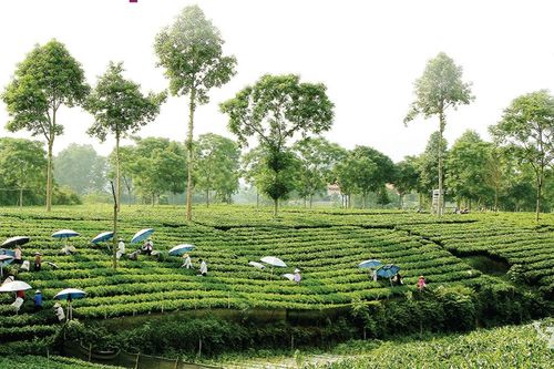 Khẳng định vị thế thương hiệu Trà Thái