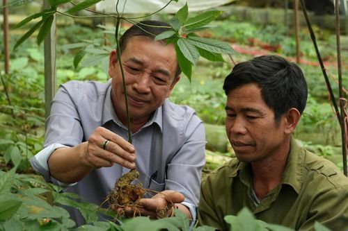 Sâm Lai Châu bén rễ vùng biên, mở hướng sinh kế mới cho người dân
