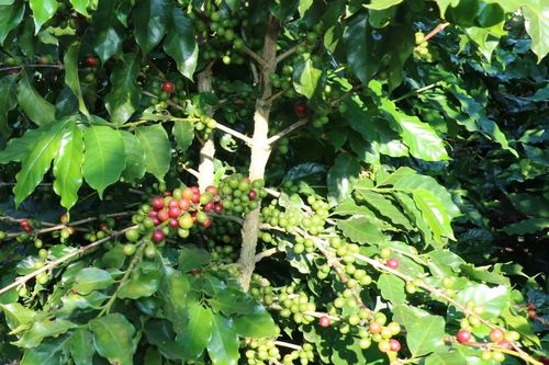 Sơn La sẽ tổ chức hội nghị giao thương cà phê vào đầu tháng 10