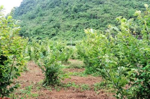 Nhân rộng kết quả nghiên cứu, ứng dụng khoa học và công nghệ sản xuất giống dẻ Trùng Khánh