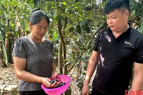 Minh Tâm phát triển, duy trì 56 ha trám đen