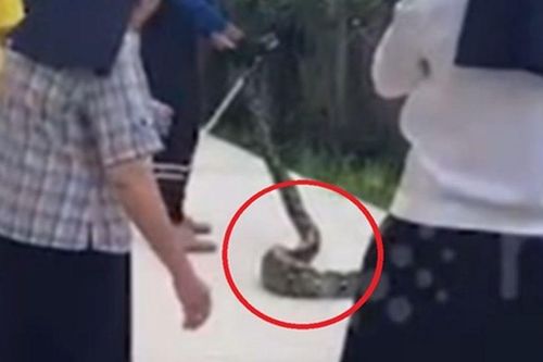 Giáo viên và học sinh hoảng hốt vì bất ngờ phát hiện 'vị khách' khổng lồ dài tới 4m chậm rãi trườn qua sân trường