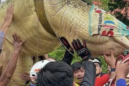 Thái Lan di dời con cá sấu nặng 400kg khỏi chùa vì lo sợ nước lũ gây xổng chuồng
