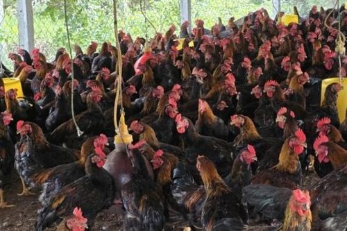 Chăn nuôi đúng quy định để bảo vệ môi trường và sức khỏe cộng đồng