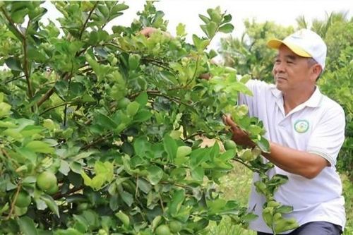 Từ quả chanh đến chuỗi giá trị tuần hoàn