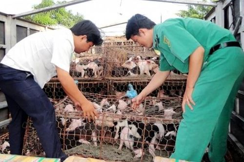 Tp. Huế tăng cường tuyên truyền quy định xử phạt trong lĩnh vực thú y