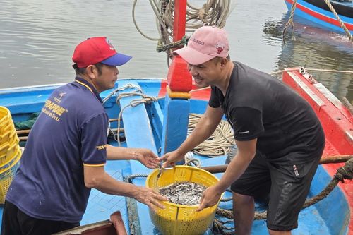 Trúng đậm cá cơm trái vụ, ngư dân Quảng Ngãi 'bỏ túi' bạc triệu mỗi ngày