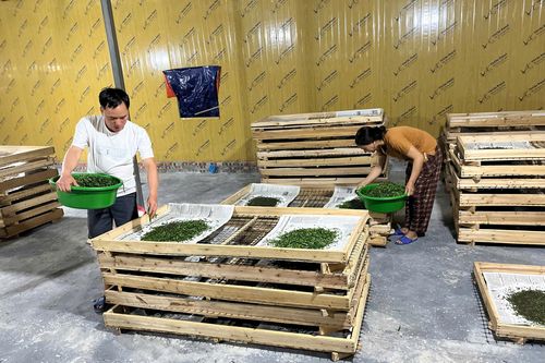 Cao Bằng: Cây dâu tằm - sinh kế thoát nghèo ở xã Hưng Đạo