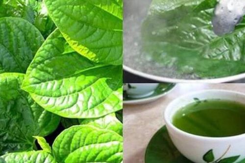 Uống nước lá lốt có tác dụng gì, uống hàng ngày có được không và điều cần lưu ý