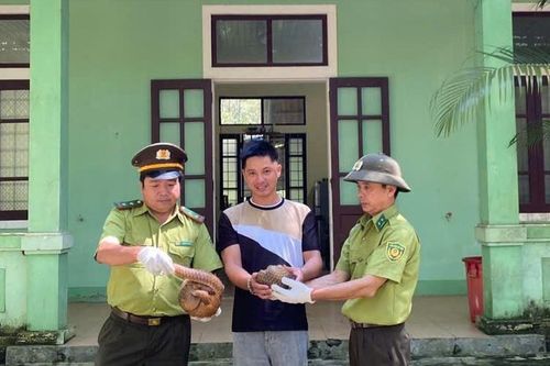 Người dân Huế giao nộp cùng lúc 2 cá thể động vật quý hiếm