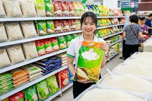 Giá lúa gạo hôm nay 29.9.2026: CL 555 giữ giá, xuất khẩu chịu sức ép