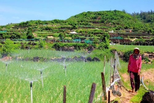 Bờ đá núi lửa tạo nên những thửa ruộng bậc thang độc đáo ở Lý Sơn