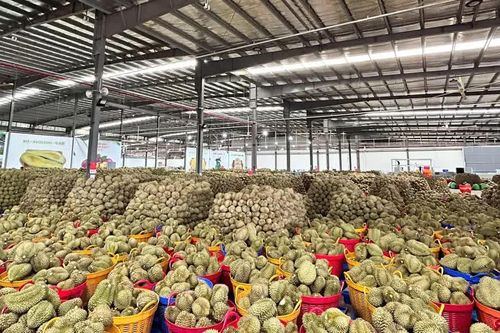 Xuất khẩu rau quả đạt gần 7,4 tỷ USD trong 9 tháng năm 2026