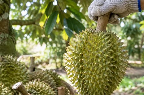 'Vua trái cây' tăng vọt giá khi vào cuối vụ vẫn được săn lùng