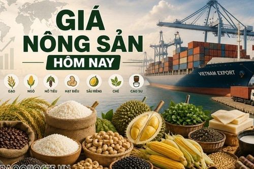 Giá nông sản hôm nay 29/9/2026: Giá cà phê tăng mạnh mẽ, một đợt điều chỉnh đã bắt đầu? Thương mại Mỹ-Canada trước khả năng leo thang căng thẳng mới