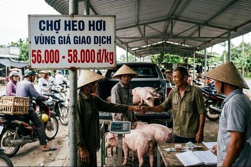 Giá heo hơi hôm nay 29/9: Đà giảm bao trùm cả 3 miền, vùng giá giao dịch 56.000 - 58.000 đồng/kg