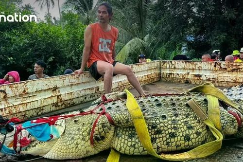 Thái Lan: Cá sấu khổng lồ nặng 400 kg được 'sơ tán' khỏi ngôi chùa ngập nước