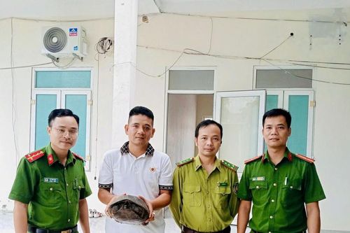 Thả cá thể rùa đất quý hiếm về tự nhiên