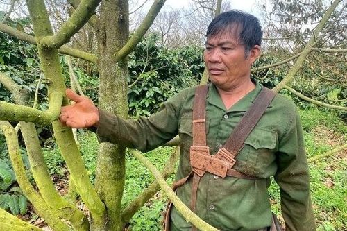 Hơn 12ha sầu riêng bỗng nhiên 'chết đứng', nhiều hộ dân mất tiền tỷ