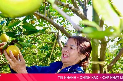 'Quả ngọt' trong phát triển kinh tế vườn đồi ở xã Vũ Quang