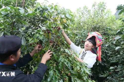 Sơn La đẩy mạnh thu hút đầu tư chế biến sâu, tăng giá trị càphê Arabica