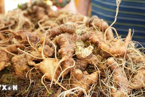 Liên kết 'bốn nhà' để nâng tầm giá trị sâm Lai Châu