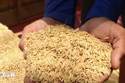 Giảm thất thoát sau thu hoạch, gia tăng giá trị hạt gạo Việt Nam
