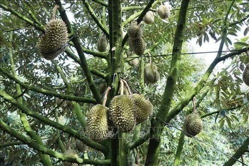 Lâm Đồng: Sản xuất nông nghiệp an toàn gắn với xuất khẩu