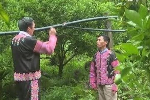 Người mang quả ngọt phủ xanh đất dốc