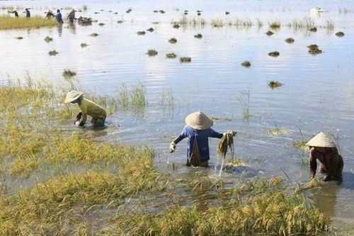 Mực nước sông Cửu Long lên cao, nguy cơ ngập lụt gia tăng