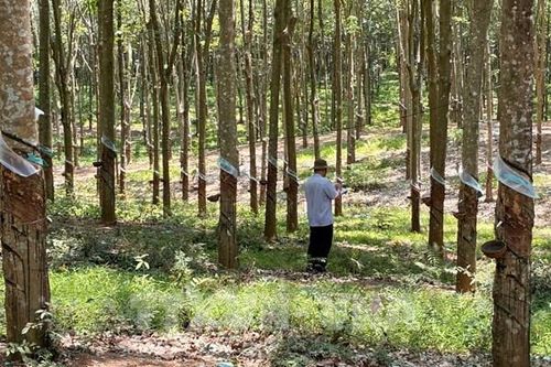 Đồng Nai đẩy mạnh liên kết, nâng giá trị nông sản
