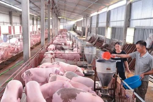 Giá thức ăn chăn nuôi tăng, giá lợn hơi liên tục sụt giảm: Người nuôi chịu 'sức ép kép'