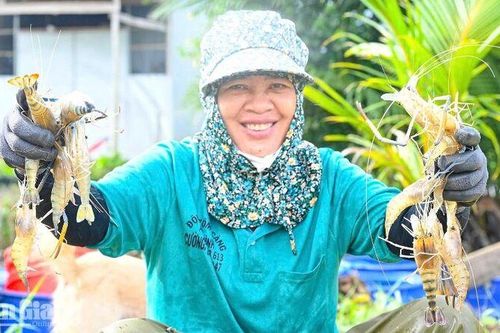 Nông dân Vĩnh Bình lợi nhuận khá khi nuôi tôm càng xanh toàn đực