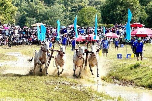 Sẵn sàng cho ngày hội đua bò Bảy Núi
