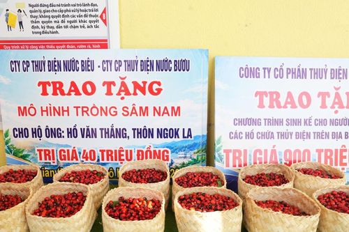 Trao tặng 15.000 hạt giống sâm Ngọc Linh cho người dân Trà Tập