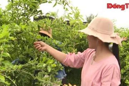 Nông nghiệp đô thị - Hướng đi mới ở Long Thuận