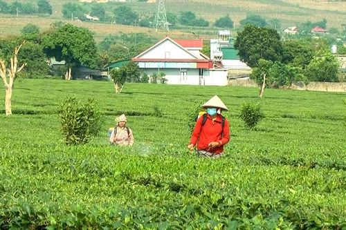 Chủ động phòng, chống sâu bệnh hại trong sản xuất nông nghiệp