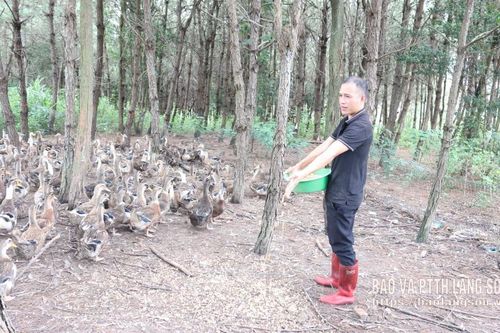 Làm giàu từ nuôi vịt dưới tán rừng
