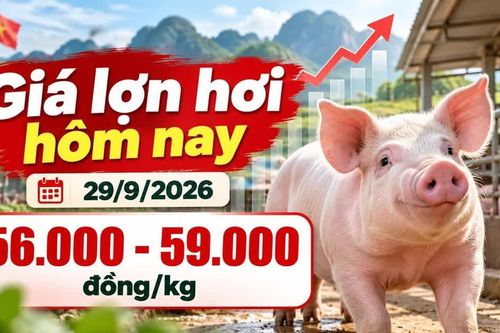Giá lợn hơi hôm nay 29/9/2026: Miền Bắc bật tăng, cao nhất 59.000 đồng/kg