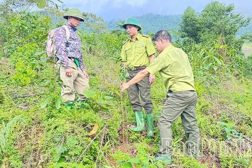 Trồng rừng thay thế, phục hồi hệ sinh thái