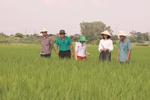 Nhân rộng diện tích lúa cấy theo mô hình giảm phát thải
