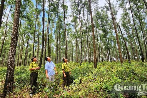 Nâng cao chất lượng giống cây lâm nghiệp