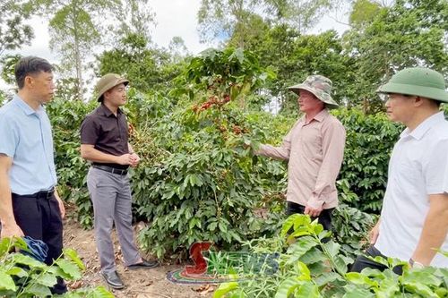 Phát triển vùng trồng cà phê bền vững ven lòng hồ