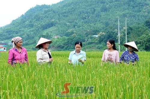 Gia Phù hướng tới sản xuất lúa hữu cơ