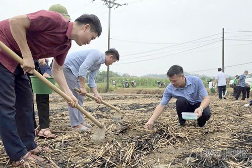 Bắc Quang phát động trồng cây vụ Đông năm 2026