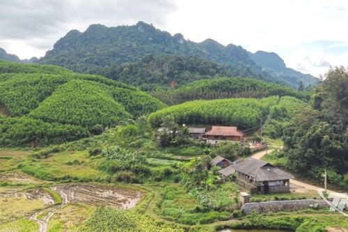 Phát huy giá trị từ rừng