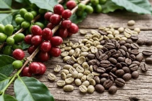 Ngày 29/9: Giá cà phê tiếp tục đi ngang, hồ tiêu neo ở mức cao