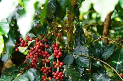 Cà phê Tây Nguyên neo trên 93.000 đồng/kg, thị trường thế giới bứt phá