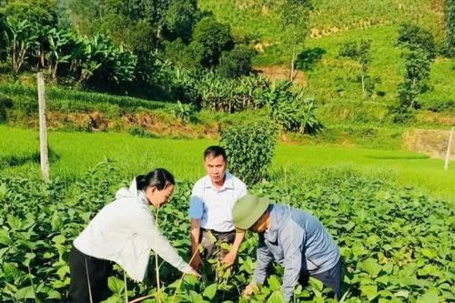 Thử nghiệm cây đậu tương rau trong chuyển đổi cơ cấu cây trồng